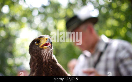 Berlin, Allemagne. 07 août, 2014. Harris' 'Hawk' Kater pendant le spectacle d'oiseaux de proie au Tierpark de Berlin, Allemagne, 02 août 2014. Le spectacle se produit chaque week-end en août de cette année. Photo : DANIEL NAUPOLD/dpa/Alamy Live News Banque D'Images