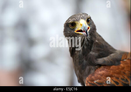 Berlin, Allemagne. 07 août, 2014. Harris' 'Hawk' Kater pendant le spectacle d'oiseaux de proie au Tierpark de Berlin, Allemagne, 02 août 2014. Le spectacle se produit chaque week-end en août de cette année. Photo : DANIEL NAUPOLD/dpa/Alamy Live News Banque D'Images