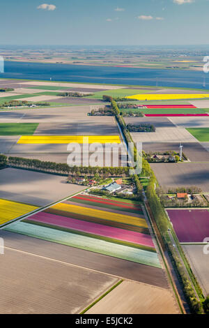 Pays-Bas, Nagele, fermes, terres agricoles et tulipes fleuries. Antenne. Levier de sécurité. Banque D'Images