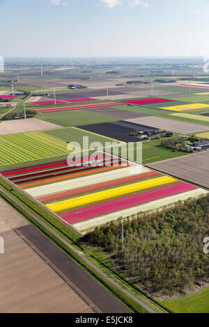 Pays-Bas, Lelystad, fermes, terres agricoles et tulipes fleuries. Antenne. Levier de sécurité. Banque D'Images