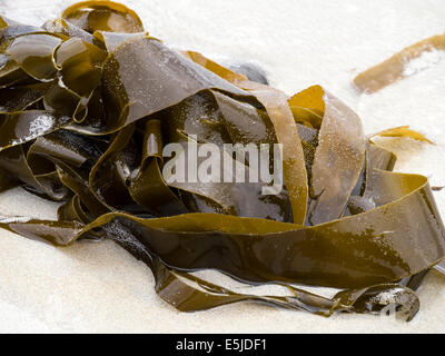 Tangled Sea Kelp frondes algues échoués sur une plage de sable fin, l'Écossais au Royaume-Uni. Banque D'Images