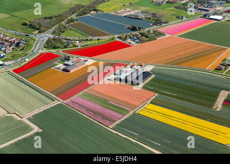 Pays-bas Egmond aan den Hoef champs de tulipes Aerial Banque D'Images