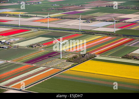 Pays-bas, Burgervlotbrug, champs de tulipes et les moulins, antenne Banque D'Images