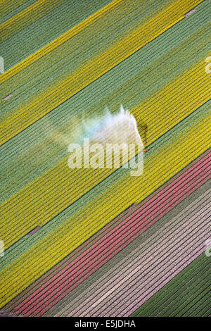 Pays-bas, Burgervlotbrug, champs de tulipes et de gicleurs, antenne Banque D'Images