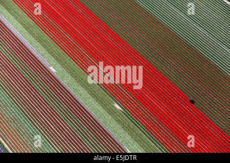 Pays-bas, Burgervlotbrug, champs de tulipes, agriculteur topping tulipes. Aerial Banque D'Images