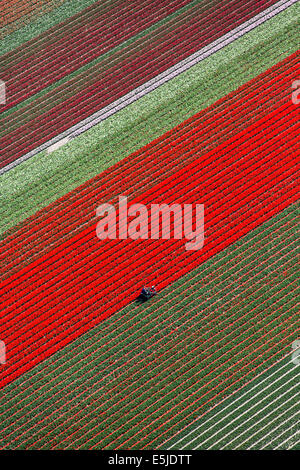 Pays-bas, Burgervlotbrug, champs de tulipes, agriculteur topping tulipes. Aerial Banque D'Images