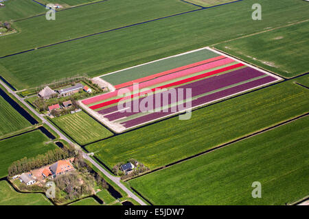 Pays-bas, Burgervlotbrug, champs de tulipes, antenne Banque D'Images