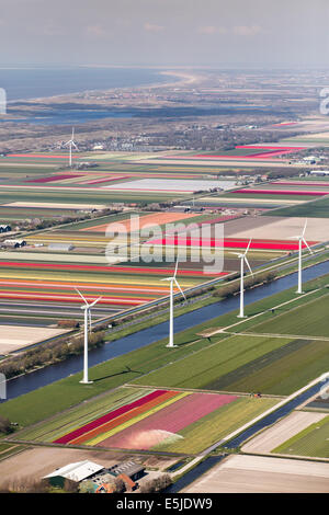 Pays-bas, Burgervlotbrug, champs de tulipes et les moulins, antenne Banque D'Images