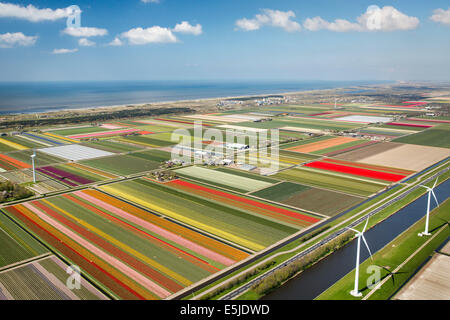 Pays-bas, Burgervlotbrug, champs de tulipes et les moulins, antenne Banque D'Images