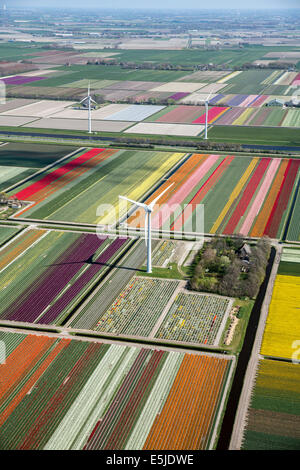 Pays-bas, Burgervlotbrug, champs de tulipes et les moulins, antenne Banque D'Images