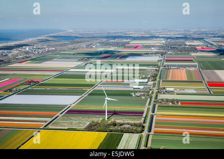 Pays-bas, Burgervlotbrug, champs de tulipes et les moulins, antenne Banque D'Images