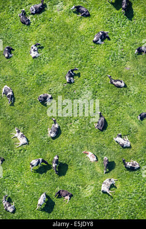Pays-bas, Delfgauw. Les vaches dans le pré à ruminer. Aerial Banque D'Images