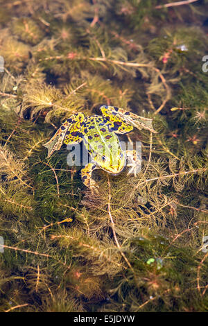 Pays-bas, Marken, Marsh Frog Pelophylax ridibundus, in pool Banque D'Images