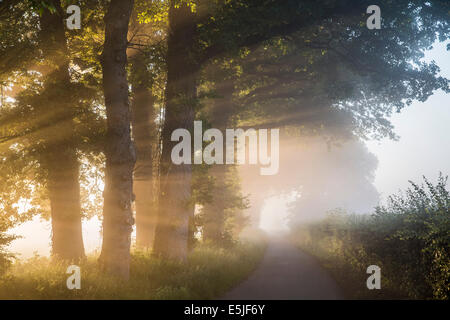 Pays-bas, 's-Graveland, arbres au bord de chemin de campagne dans la brume du matin au lever du soleil Banque D'Images