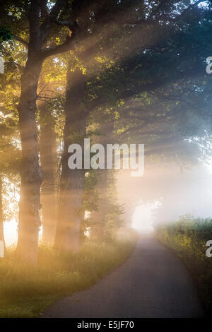 Pays-bas, 's-Graveland, arbres au bord de chemin de campagne dans la brume du matin au lever du soleil Banque D'Images