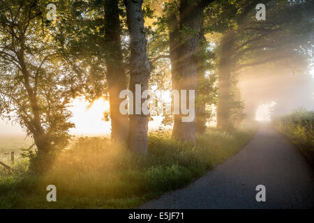 Pays-bas, 's-Graveland, arbres au bord de chemin de campagne dans la brume du matin au lever du soleil Banque D'Images