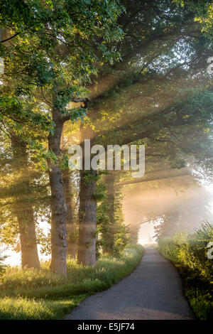 Pays-bas, 's-Graveland, arbres au bord de chemin de campagne dans la brume du matin au lever du soleil Banque D'Images