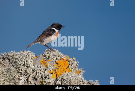 Saxicola torquata Stonechat,, homme célibataire sur rock, Cornwall, Juin 2014 Banque D'Images