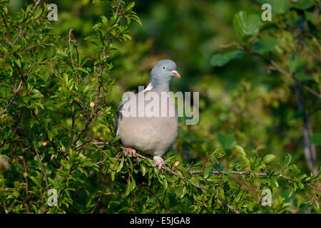 Pigeon ramier, Columba palumbus, seul oiseau sur la branche, dans le Warwickshire, Mai 2014 Banque D'Images