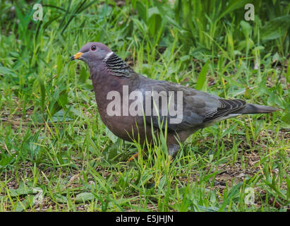 Un Pigeon à queue barrée (Patagioenas fasciata) fourrages dans un cleaing de la forêt mixte de conifères du nord de Sierra Foothills Banque D'Images