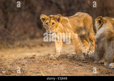 Indian Lion cub [Panthera leo persica] au RIF Forêt, Gujarat Inde. Banque D'Images