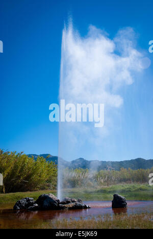 Old Faithful Geyser, Calistoga dans la Napa Valley, Californie Banque D'Images