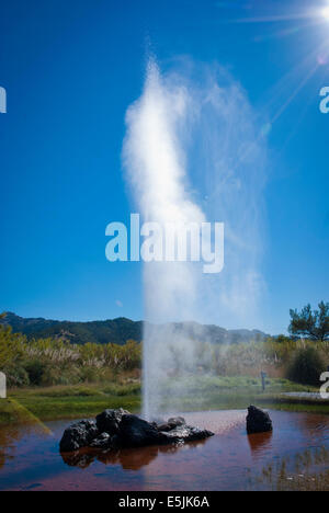 Old Faithful Geyser, Calistoga dans la Napa Valley, Californie Banque D'Images