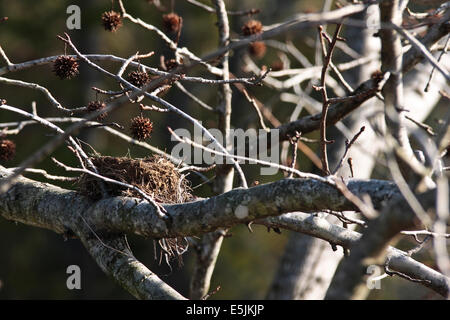 Les oiseaux nichent dans le liquidambar vide arbre. Banque D'Images