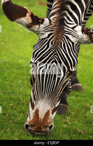 West Midland Safari Park Banque D'Images