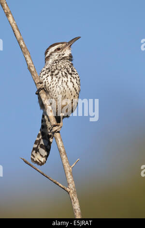 Campylorhynchus brunneicapillus Cactus Wren - Adultes - sous-espèce de Californie du sud (zones côtières) Banque D'Images