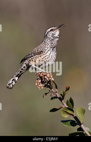 Campylorhynchus brunneicapillus Cactus Wren - Adultes - sous-espèce de Californie du sud (zones côtières) Banque D'Images