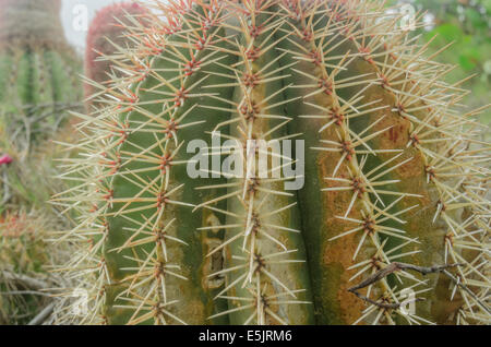 Soies sur un cactus le long d'un sentier de randonnée à Saint John Banque D'Images