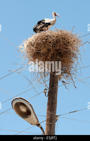 Un nid de cigogne sur un lampadaire, l'Arménie Banque D'Images