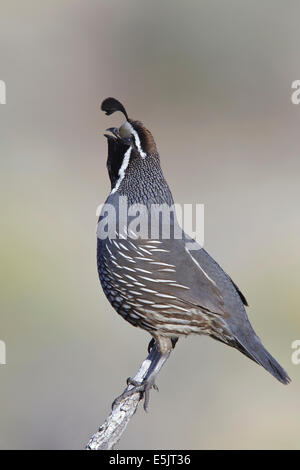 - Colin de Californie Callipepla californica - homme adulte Banque D'Images