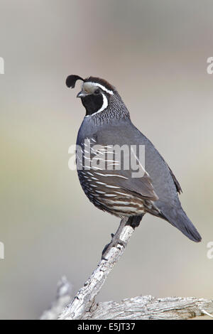- Colin de Californie Callipepla californica - homme adulte Banque D'Images