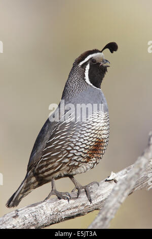 - Colin de Californie Callipepla californica - homme adulte Banque D'Images