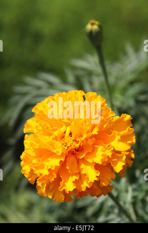 Fleurs de souci orange Banque D'Images