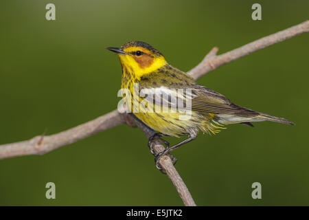 Paruline tigrée - Dendroica tigrina - homme adulte Banque D'Images