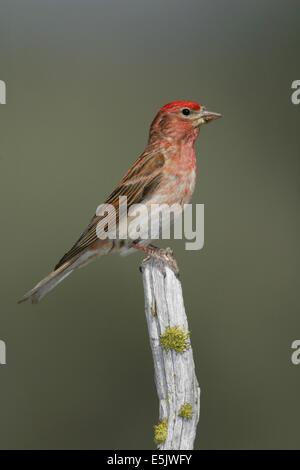 Roselin de Cassin - Carpodacus cassinii - homme adulte Banque D'Images