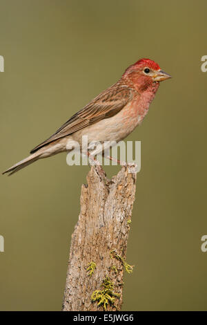 Roselin de Cassin - Carpodacus cassinii - homme adulte Banque D'Images