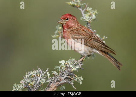 Roselin de Cassin - Carpodacus cassinii - homme adulte Banque D'Images