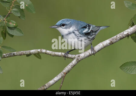 Paruline azurée - Dendrica cerulea - reproduction des mâles adultes Banque D'Images