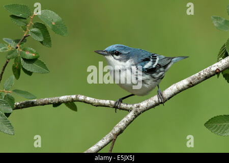 Paruline azurée - Dendrica cerulea - reproduction des mâles adultes Banque D'Images