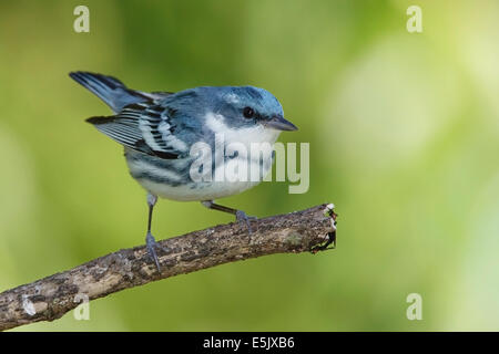 Paruline azurée - Dendrica cerulea - reproduction des mâles adultes Banque D'Images