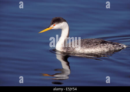 Clark's Grebe - Aechmophorus clarkii - non reproducteurs adultes Banque D'Images