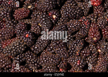 U-Pick, marionberries pont verts jardins, comté de Linn, Oregon Banque D'Images