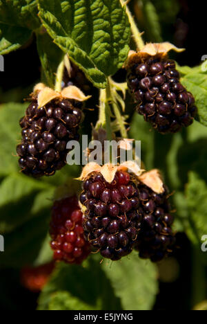 U-Pick, marionberries pont verts jardins, comté de Linn, Oregon Banque D'Images