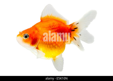 Pearlscale Goldfish Isolated On White Studio haute qualité tourné manuellement retiré de l'arrière-plan pour que le Finnage est terminée Banque D'Images