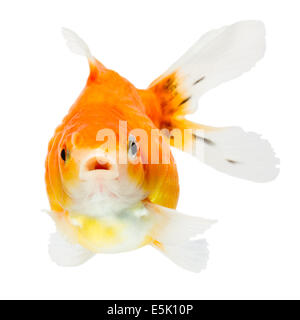 Pearlscale Goldfish Isolated On White Studio haute qualité tourné manuellement retiré de l'arrière-plan pour que le Finnage est terminée Banque D'Images