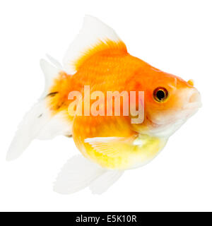 Pearlscale Goldfish Isolated On White Studio haute qualité tourné manuellement retiré de l'arrière-plan pour que le Finnage est terminée Banque D'Images